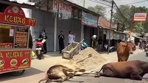 Truk Pengangkut Sapi Kecelakaan di Lebak, 2 Ekor Terpaksa Dipotong di TKP