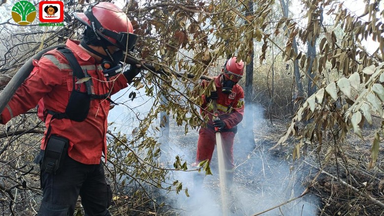 Kebun Raya Sriwijaya Terbakar 4 Hari, Upaya Pemadaman Dilanjutkan