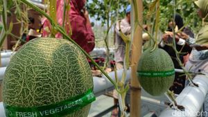 Melon Hidroponik Jadi Wisata Edukasi Baru di Kota Probolinggo