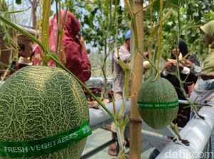 Melon Hidroponik Jadi Wisata Edukasi Baru di Kota Probolinggo