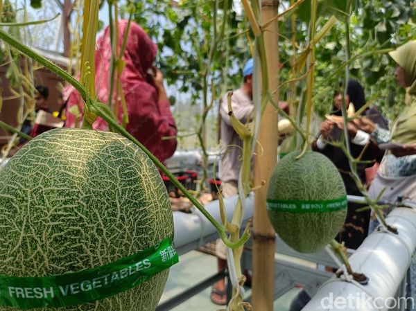 Melon Hidroponik Jadi Wisata Edukasi Baru di Kota Probolinggo