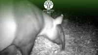 Kabar Baik! Kamera Trap Rekam 2 Ekor Tapir di Lampung