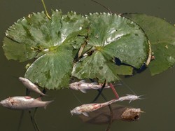 Ikan Mabuk di Sungai Jagir Surabaya Jangan Dikonsumsi, Ini Alasannya