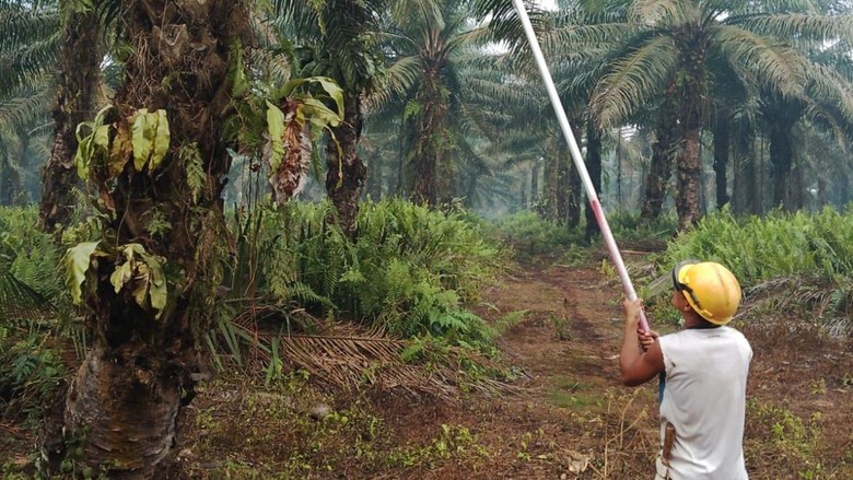 Buruh Sawit Terpapar Kabut Asap, FSBKS Kalbar Minta Perusahaan Lebih Peduli