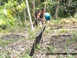 BKSDA Siapkan Perangkap Beruang yang Keliaran di Lubuklinggau