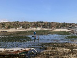 Harga Rumput Laut di Nusa Lembongan Membaik, Hasil Panen Malah Turun