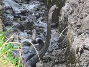 4 Kobra Berkeliaran di Perumahan Situbondo Bikin Warga Resah