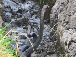 4 Kobra Berkeliaran di Perumahan Situbondo Bikin Warga Resah