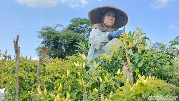 Harga Cabai Rawit Tembus Rp 24 Ribu, Petani Lumajang Sumringah