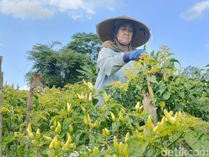 Harga Cabai Rawit Tembus Rp 24 Ribu, Petani Lumajang Sumringah