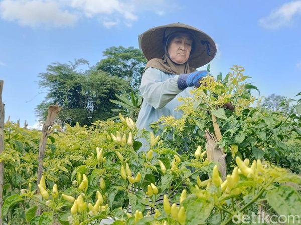 Harga Cabai Rawit Tembus Rp 24 Ribu, Petani Lumajang Sumringah