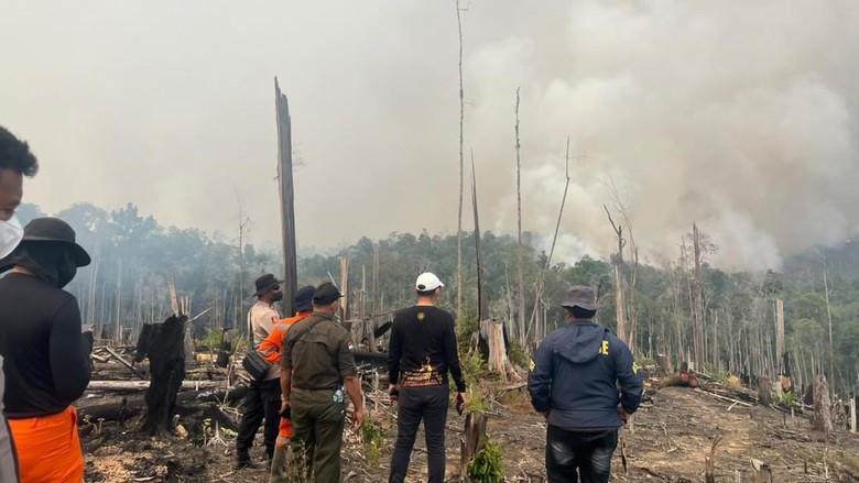 Geger Sawit Ditanam di Bekas Karhutla Berau, Polisi Periksa Pembuat Video