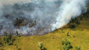Kala Relawan Karhutla Tanjung Puting Mundur dan Desak Water Bombing
