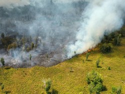 1.200 Hektare TN Tanjung Puting Terbakar, Petugas Minta Bantuan Water Bombing