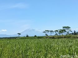 Gunung Semeru Meletus 29 Kali dalam 6 Jam