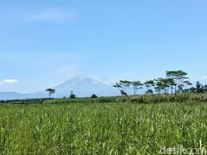 Gunung Semeru Meletus 29 Kali dalam 6 Jam