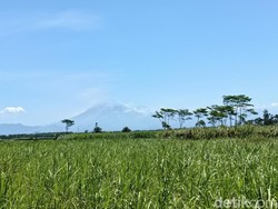 Gunung Semeru Meletus 29 Kali dalam 6 Jam