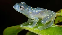 Bukan Hasil AI! Katak Aneh dan Cantik yang Belum Pernah Kamu Lihat