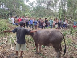 Kerbau Jatuh ke Sumur 11 Meter di Serang, Selamat Usai Dievakuasi
