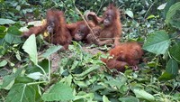 Video: Heboh Penemuan 5 Bayi Orang Utan di India, Diduga Diselundupkan
