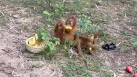 5 Bayi Orang Utan 'Nyasar' Sejauh 3.600 Km di Hutan India