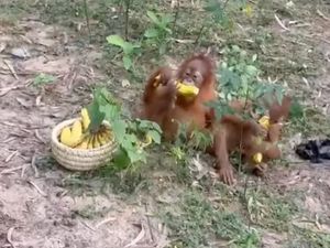 Temuan 5 Bayi Orang Utan di India, Otoritas Selidiki Jaringan Penyelundup Satwa