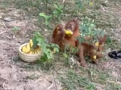 Temuan 5 Bayi Orang Utan di India, Otoritas Selidiki Jaringan Penyelundup Satwa