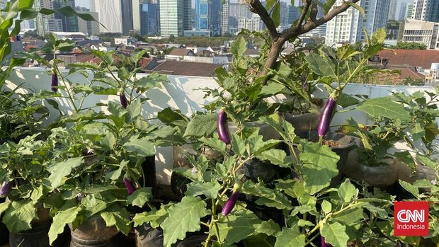 petugas Penanganan Prasarana dan Sarana Umum (PPSU) mengelola urban farming yang ada di rooftop kantor Kelurahan Guntur.