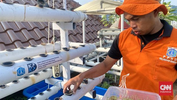 petugas Penanganan Prasarana dan Sarana Umum (PPSU) mengelola urban farming yang ada di rooftop kantor Kelurahan Guntur.