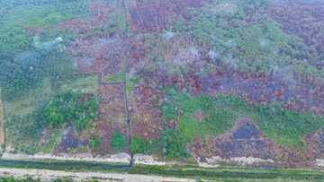 Berita dari Detik Finance: Otorita IKN Pastikan Karhutla di Tol Balsam dan Bukit Tengkorak Sudah Padam