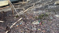 200 Mangrove Diduga Ditebang di Anambas, Polisi Selidiki