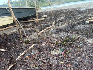 200 Mangrove Diduga Ditebang di Anambas, Polisi Selidiki