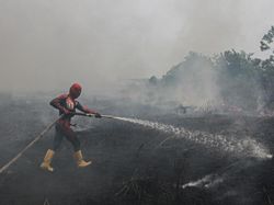 Mengapa Lahan Gambut Sangat Mudah Terbakar? Pakar BRIN Sebut Faktor Ini