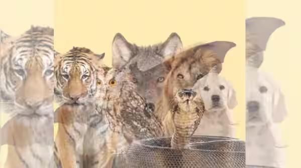 Tes kepribadian ilusi optik, gambar pertama yang dilihat ungkap sifat tersembunyi