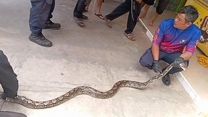Teror Ular Sanca 3,5 Meter di Warung Sembako Kuningan
