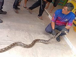 Teror Ular Sanca 3,5 Meter di Warung Sembako Kuningan