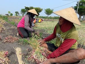 Bayang-bayang Anjloknya Harga di Tengah Panen Raya Bawang Merah Nganjuk