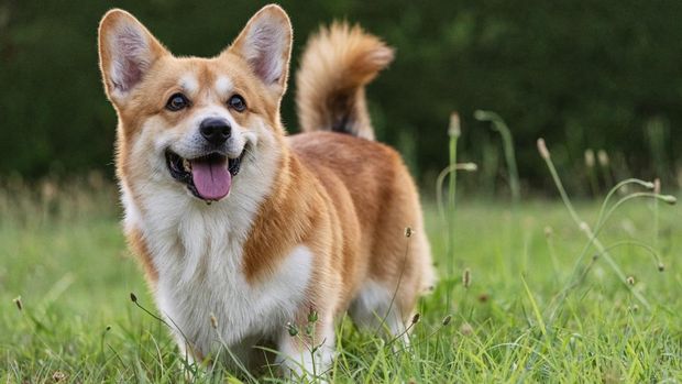 ilustrasi anjing Mengibaskan ekor menjadi salah satu tanda anjing bahagia tinggal bersama kamu.