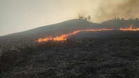 Kebakaran Melanda Sabana Pengol, Akses Bromo via Jemplang Ditutup