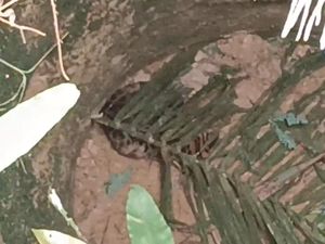 Heboh Anak Harimau Masuk Sumur Warga di Muratara, Ternyata Kucing Hutan