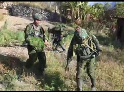 TNI Temukan Ladang Ganja 21.400 Pohon Milik OPM Egianus Kogoya di Yahukimo
