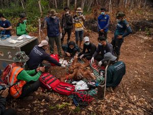 Kasihan, Habitat Kebakar 6 Orang Utan Terjebak di Kebun Warga Kayong Utara