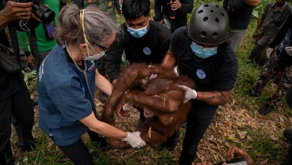 Momen Penyelamatan 6 Orang Utan Terjebak di Kebun Warga Kayong Utara