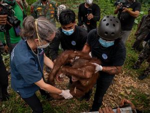 Momen Penyelamatan 6 Orang Utan Terjebak di Kebun Warga Kayong Utara