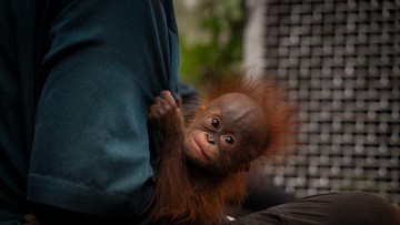 Kemenhut Selamatkan 100 Satwa Terdampak Karhutla, 53 Orang Utan