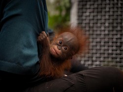 Kemenhut Selamatkan 100 Satwa Terdampak Karhutla, 53 Orang Utan
