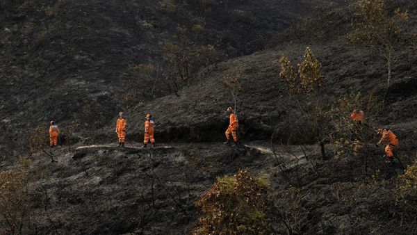 Tiga Hari Dilalap Api, Kebakaran Hutan Kolombia Akhirnya Berhasil Dipadamkan