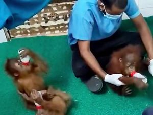 5 Bayi Orang Utan di India Diduga dari Sumatera, RI Upayakan Pemulangan