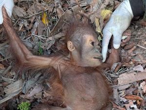 Sedih, Induk-Bayi Orangutan Alami Malnutrisi Akibat Kemarau di Kalimantan