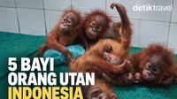 Kasihan, 6 Bayi Orang Utan Tanpa Induk Terlantar di India